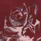Жаккард, шанжан, купон 103 см (алые розы) (009053)