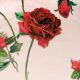 Сатин-стрейч именной Dolce&Gabbana (розы на розовом) (009468)