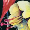 Габардин стрейч, тонкий (зачарованные цветы) (009581)