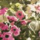 Трикотаж вязаный, шерстяной (сад с розовыми цветами) (010310)