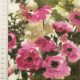 Трикотаж вязаный, шерстяной (сад с розовыми цветами) (010310)