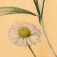 Сатин сорочечный (полевые цветы на золотисто-бежевом) (010767)