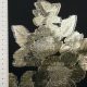 Ткань филькупе именная, золотые цветы на черном (012155)