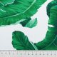 Ситец хлопковый именной, ярко-зеленые тропики на белом (012264)